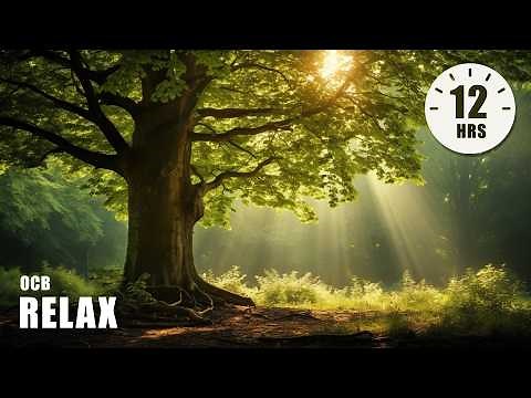 12 Hours of Relaxing Music - Piano Music for Stress Relief, Sleep Music, Meditation Music (Iris)