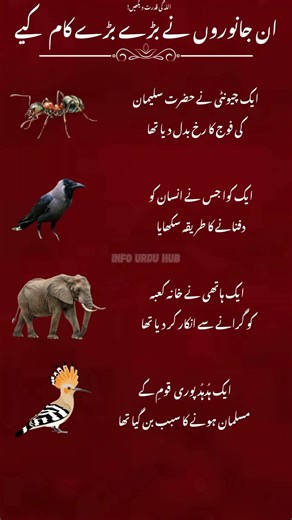 Amazing animals in islam |How animal played big role in history of Islam#didyouknow