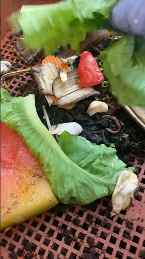 🪱🍌 How to Feed Your Red Wiggler Worms in 4 Easy Steps! STEP 1 ♻️🌞