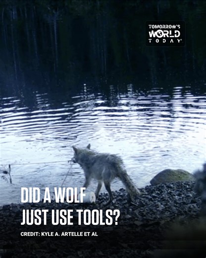 Tomorrow's World Today on Instagram: "A video was captured showing a wild wolf swimming to a buoy, reeling it in, pulling an underwater trap to shore, and eating the bait. 🐺⁠ ⁠ 🔗 Discover more from the World of Inspiration by visiting the link in our bio! 🌎"