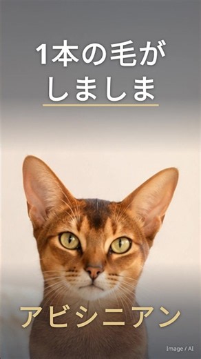 【猫種図鑑】アビシニアン｜1本の毛がしましまだから、体が輝いて見える猫 #猫 #猫種図鑑 #アビシニアン