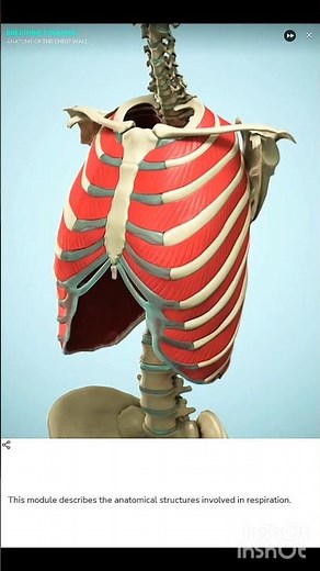 “Anatomy of Breathing – Respiratory Muscles, Lungs & Mechanism Explained”