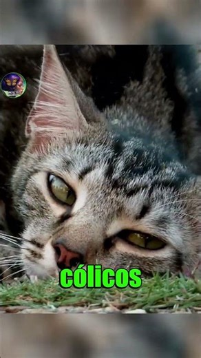 🐱🌿😵 Why humans used catnip before cats #viral #funfacts