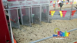 15K views · 486 reactions | Bring the whole family to The Youth Fair starting March 12 – just $5 admission on opening day! | Miami-Dade County Fair and Exposition | Facebook