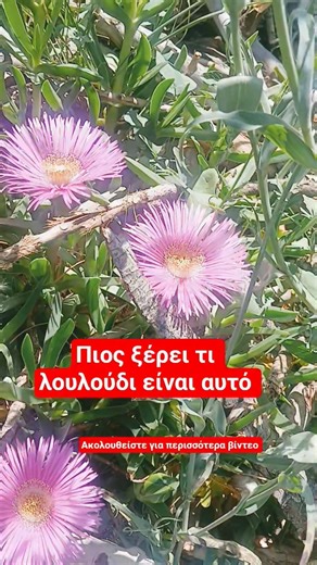 το πιο όμορφο λουλούδι #ελλάδα #Αθήνα #κυπροσ #ορθοδοξια #Έλληνεςεξωτερικόυ