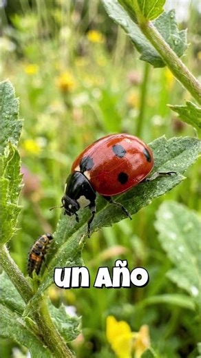 How long does a ladybug live? 🐞✨ #funfact #didyouknow #fastlearning #insects