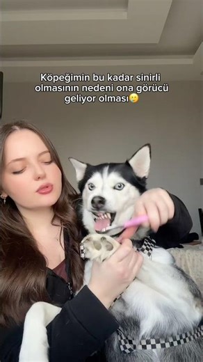 My dog ​​is getting a suitor, so he's very angry 🥲