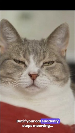 Why Does My Cat Never Meow — The Real Reason