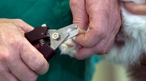 Why declawing cats is a bad idea