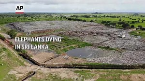 Warnings of plastic waste killing SLanka elephants
