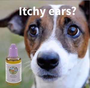 87 reactions · 33 shares | UK'S NO1 EAR DROPS for ITCHY EARS Loved by over 250,000 dogs Worldwide “Best stuff on the market and trust me it works.....these ear drops are affordable and they work” Karen Ford Scholey | Stinky Stuff | Facebook