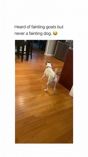 Hilarious Fainting Goat Compilation