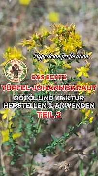 🩸ROTÖL und TINKTUR aus #JOHANNISKRAUT herstellen & anwenden 🌼🍃 #wildkräuter #heilpflanzen #botanik