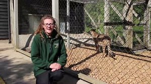 68K views · 2.9K reactions | **CUB UPDATE!** Our 5 adorable cheetah cubs continue to do well, find out more from their keeper Bex and be sure to listen out for their tiny squeaks and mum, Sia’s purring! #Cubdate #Bubdate #Cheetah #Purrfect #BringingTheZooToYou #ColchesterZoo | Colchester Zoo | Facebook