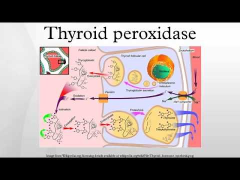 Thyroid peroxidase