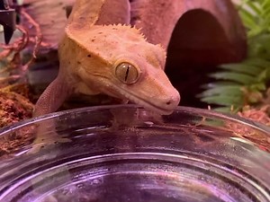 Gordon gecko reminds you to stay hydrated.🦎 | Museum of Life and Science