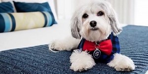 This hotel allows you to order a dog to your room as part of their room service