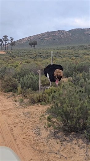 Ostriches Mating in the Wild! 😱 Rare Safari Moment 🦩🌿 #shorts #travel #ostrich #mate