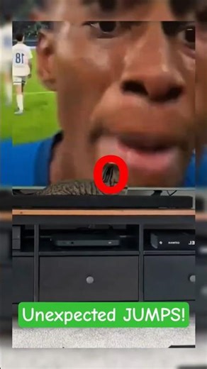 Cat Gets Shocked Unexpectedly – Funny Jump Scare Moment! #funny #cat #youtubeshorts