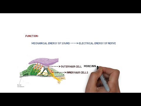 Anatomy of inner ear | special senses