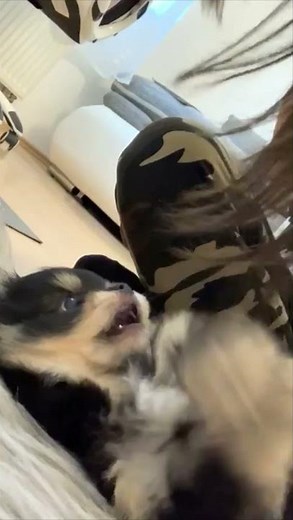 Cutest Pomeranian Pomchi Puppy Henry plays with Billi's brunette long hair #puppydog #cuteness #dog