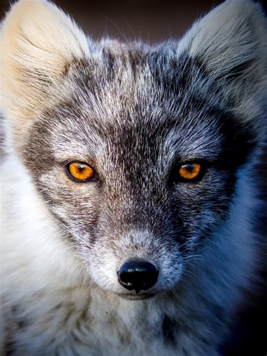 Captivating Arctic Fox Encounters in Svalbard