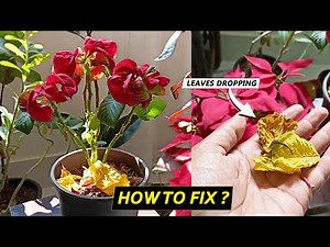 5 Reasons Poinsettia leaves turning yellow and falling off