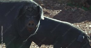 An Asian domestic pig in the early morning on a farm, with a close-up view of the animal's head.