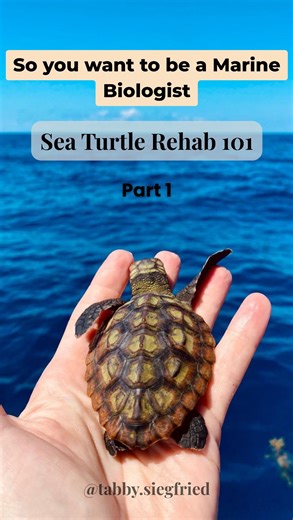 I get this question all the time — “How do I become a sea turtle rehabber?” 🐢💙 1️⃣ Start with a Bachelor’s degree in Marine Biology or a related field (like Environmental Science, Zoology, or Wildlife Biology). This is the foundation every rescue or rehab center looks for 2️⃣ A Certified Veterinary Technician (CVT) license or degree isn’t always required — but it can give you a major advantage, especially if you’re working directly with veterinarians on medical procedures 3️⃣ Hands-on turtle e