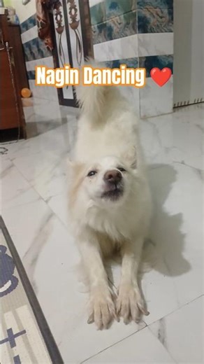 Nagin Dance 💃 ♥️ #youtubeshorts #viralshorts #nagin #shortvideo