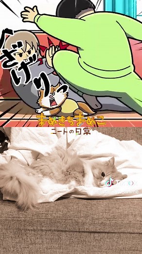 まめきちまめことシンバのお気に入りスポットでの日常暮らし