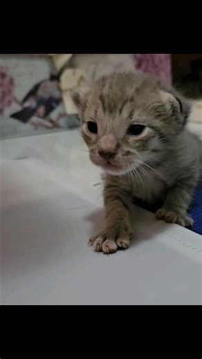 Learning To Walk 😻😻