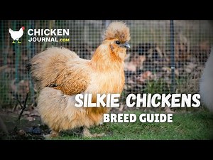 Silkie Chicken Breed: Everything You Need to Know | Beginners Guide