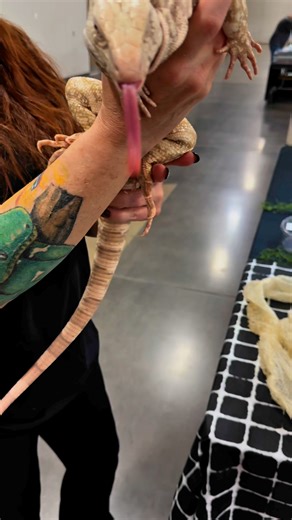 2.4K views · 65 reactions | Albino Tegu At The Show Me Reptile Show! | Show me reptile show | Facebook