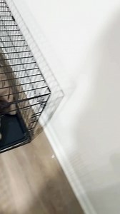 5.9K views · 131 reactions | Bedtime Routine Part 2 | Love-A-Bull English Bulldogs | Facebook