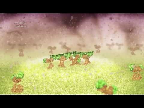 Clonal Selection Theory – no narration