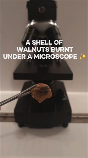 Microscopic observation of a burnt nut shell #microscope #science #experiment
