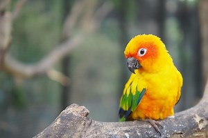 These are the most colorful birds you can keep as pets