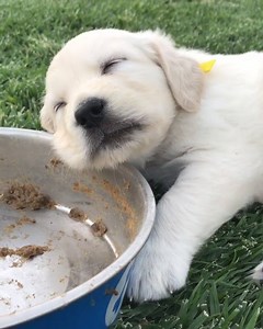 Post-breakfast Monday vibes 😴 😇 A VERY comprehensive guide to feeding your puppy: bit.ly/PuppyFeeding | American Kennel Club