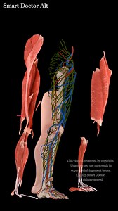40K views · 568 reactions | Anatomy of the Human Leg with all its...