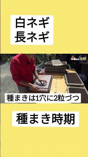 長ネギ栽培 はだか種でも出来る種蒔き方法#農業 #再生栽培 #capcut #アウトドア #庭作業 #キャンプ #種蒔き #裸種 #料理 #現代農業