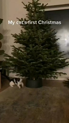 968K views · 5.2K reactions | Cats vs. Christmas Trees ‍⬛️ #funny #cats #Christmas | Tracey Meli | Facebook