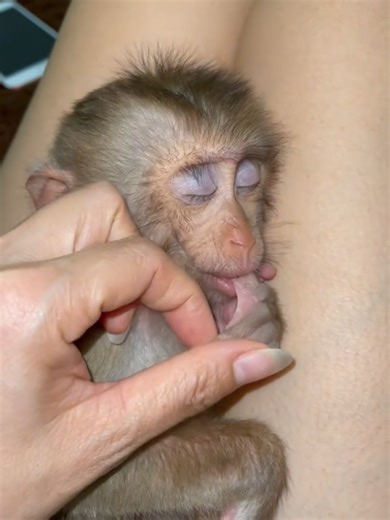 Adorable Monkey Baby Moments Captured on Monkey TV