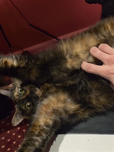 #bellyrubs #tortiesoftiktok #cat