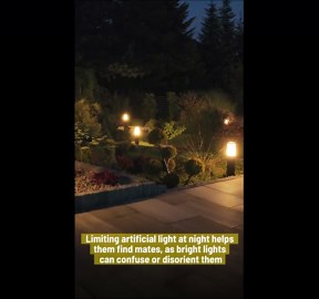 Light Up Your Garden: How To Attract & Protect Fireflies.