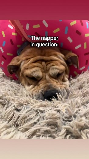 A guide to dog napping #dogdream #dogdreams #valleybulldog #valleybulldogsofinstagram #valleybulldogs #tiktoktinker #dogsofinstagram #dogsofinsta #dogstagram #dogsofig #puppylove #boxersofinstagram #boxersofig #boxerdog #boxersofinsta #doggosbeingdoggos #saddog #poutingdog #englishbulldog #englishbulldogs #englishbulldogsofinstagram #oldeenglishbulldogge #oldeenglishbulldoggesofinstagram #oldeenglishbulldogges #oldenglishbulldog #bulldogsofig #bulldogsofinsta #bulldogsofinstagram #sleepydog #sle