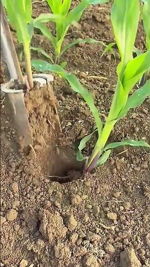 The process of rapid corn transplantation