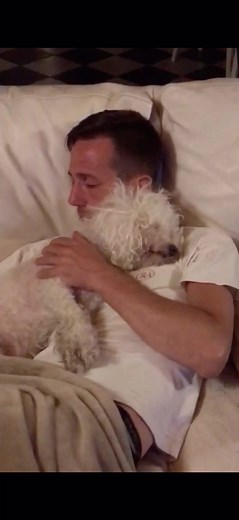 Cuddly Bichon Frise Dog Relaxing on Sofa