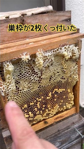 巣枠が2枚くっ付いてしまいました。上部を全て切り取り採蜜すれば解消されます。 #ニホンミツバチ #bee #日本ミツバチ #日本蜜蜂 #ハチミツ