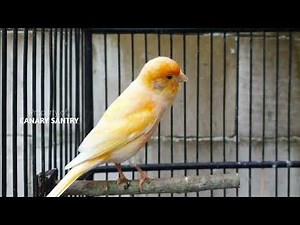 STOP A Silent Canary‼️The ULTIMATE Singing Lure Master‼️